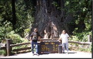 US IN FRONT OF THE BIGGEST TREE IN THE WORLD