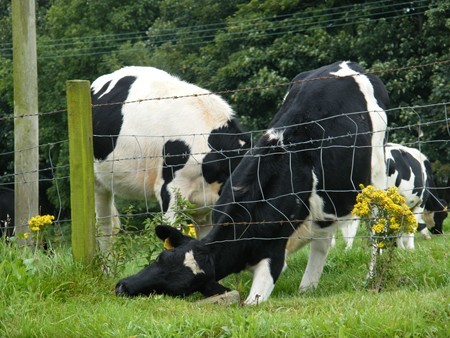 SOME OF THE MANY COWS GRAZING IN THE MACHARS SOME OF THE MANY COWS GRAZING IN THE MACHARS