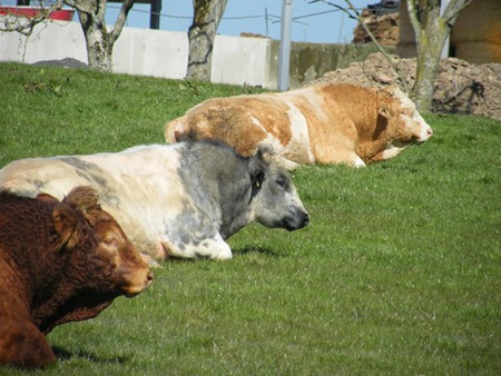 THE BULLS OF THE MACHARS THE BULLS OF THE MACHARS