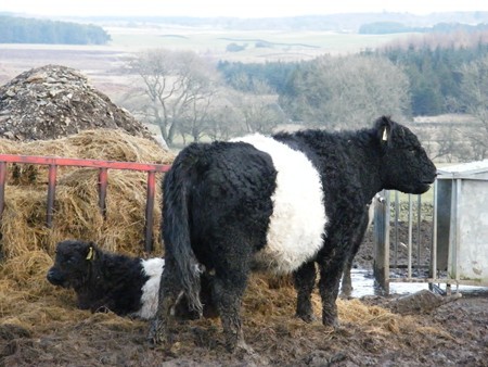 A GALLOWAY COW AND CALF A GALLOWAY COW AND CALF