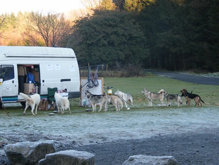 SLED DOGS IN GALLOWAY FOREST SLED DOGS IN GALLOWAY FOREST