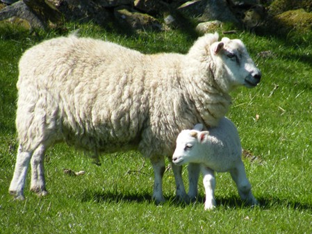 EACH SPRING MANY LAMBS ARE BORN