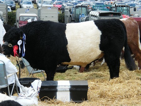 A GALLOWAY BULL AT THE WIGTOWN SHOW