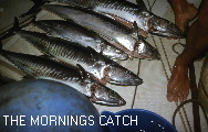 FISH FOR ALL THE BOATS IN THE ANCHORAGE AT MY FEET