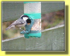 COALTIT ON THE FEEDER