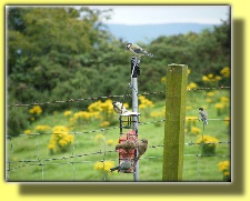GREAT TITS AND SPARROWS