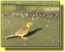 YELLOWHAMMER