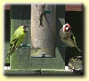 SISKINS AND GOLDFINCHES