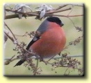 BULLFINCH