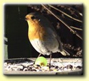 ROBIN IN SEPTEMBER