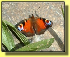 PEACOCK BUTTERFLY