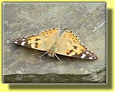 PAINTED LADY BUTTERFLY