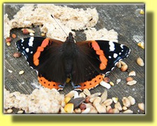 RED ADMIRAL BUTTERFLY