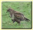COMMON BUZZARD