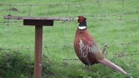 PHEASANT IN THE GARDEN