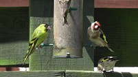 SISKIN AND GOLDFINCHES